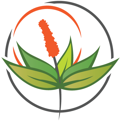 Otto's Aloes